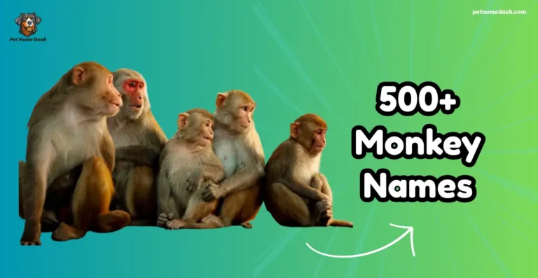 500+ best Monkey Names: Funny, Cute, and Unique Ideas