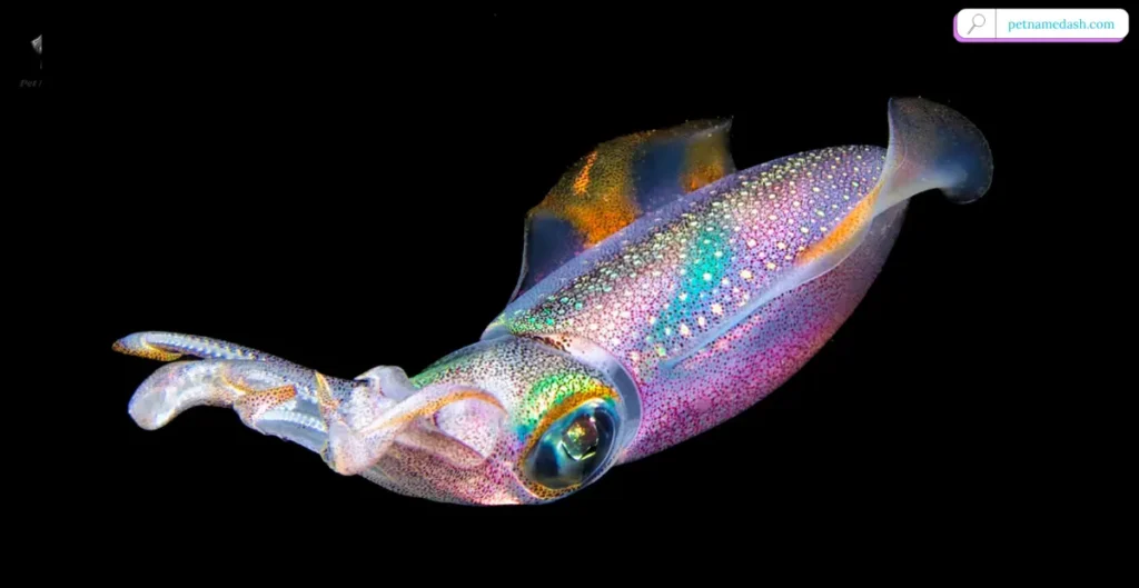 Color-Inspired Squid Names
