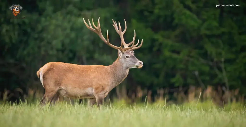 Deer Names in Other Languages