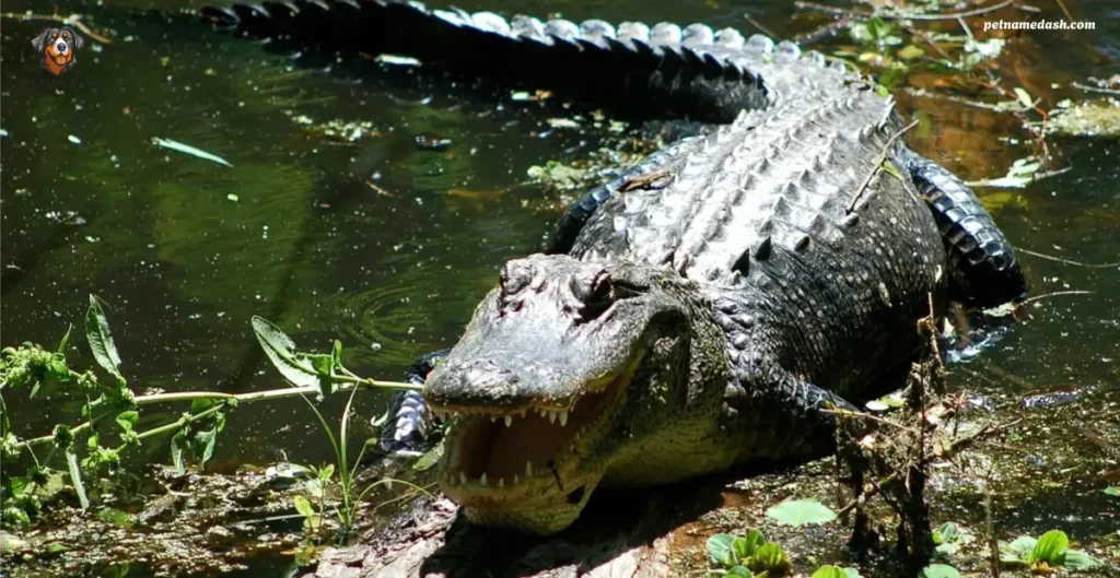 Scary Alligator Names