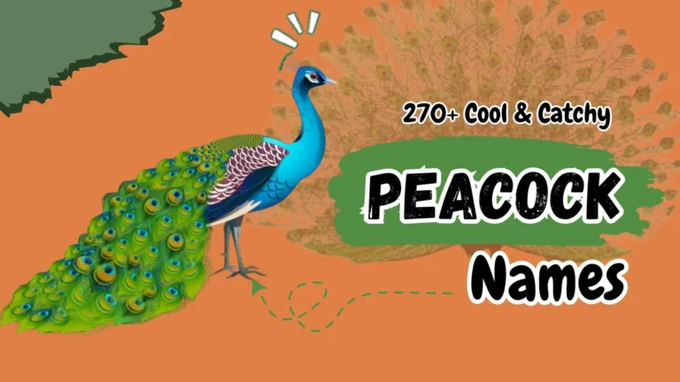 270+ Cool & Catchy Peacock Names with Meaning