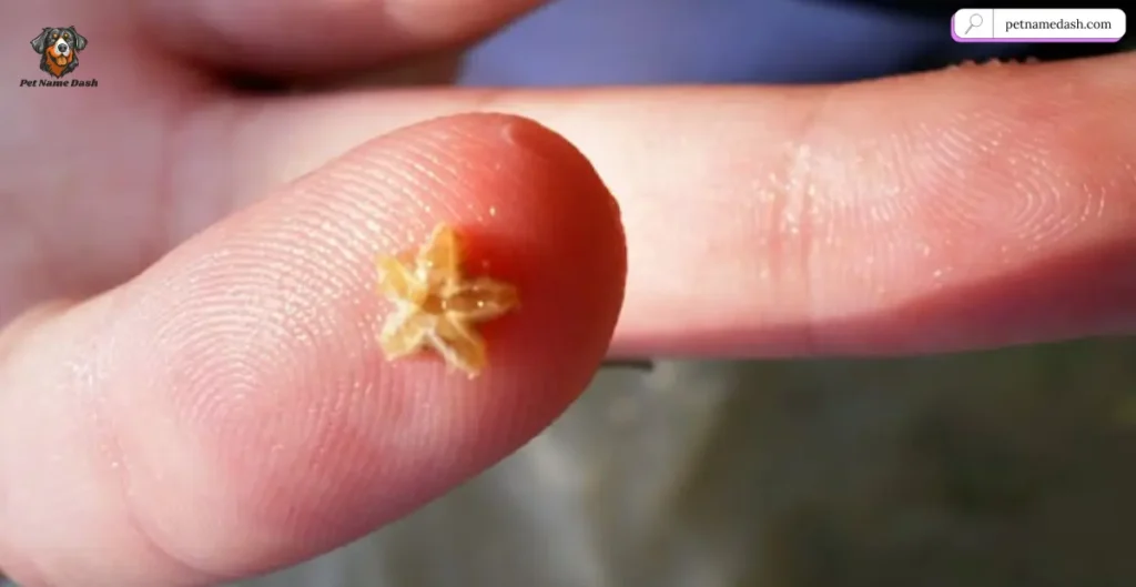Baby Starfish Names