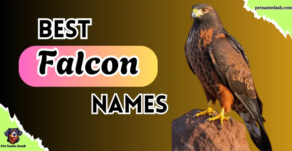 Best Falcon Names