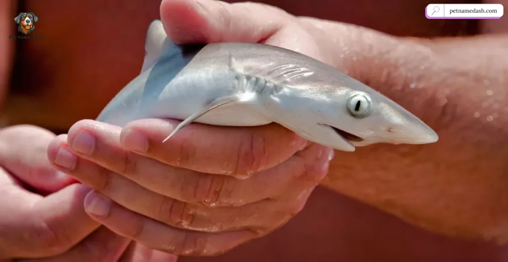 Catchy Baby Shark Names