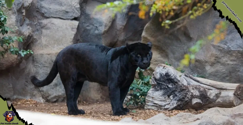 Catchy Names for Black Leopards
