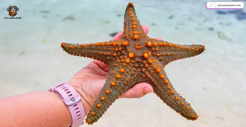Cool Names for Starfish