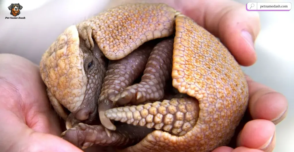 Cute Armadillo Names