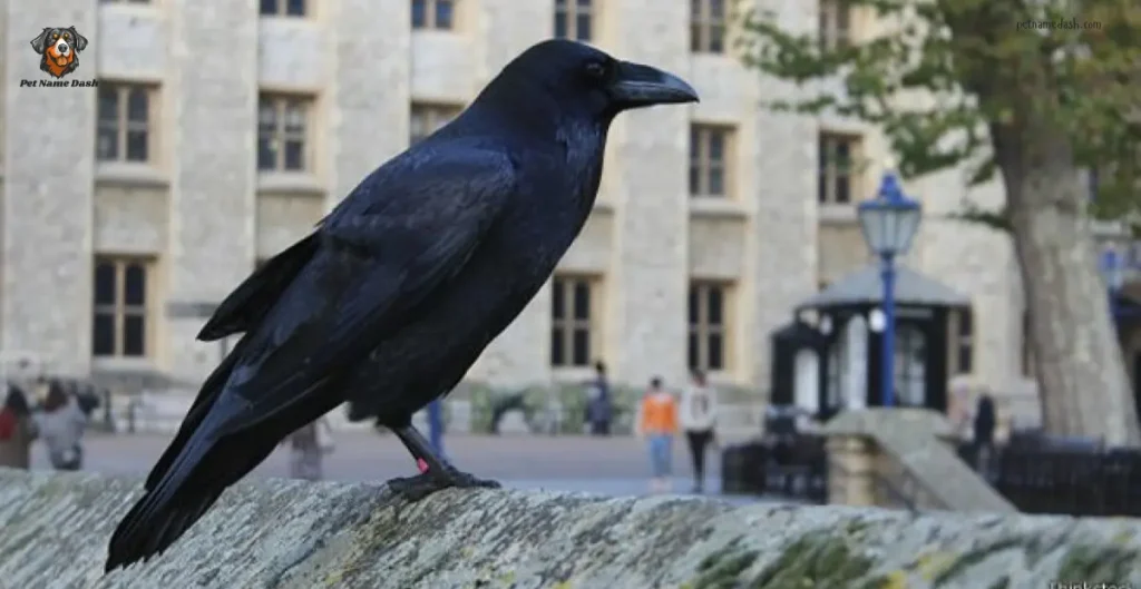 Famous Raven Names