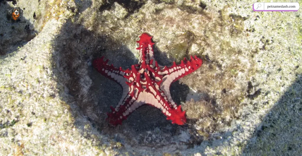 Female Starfish Names