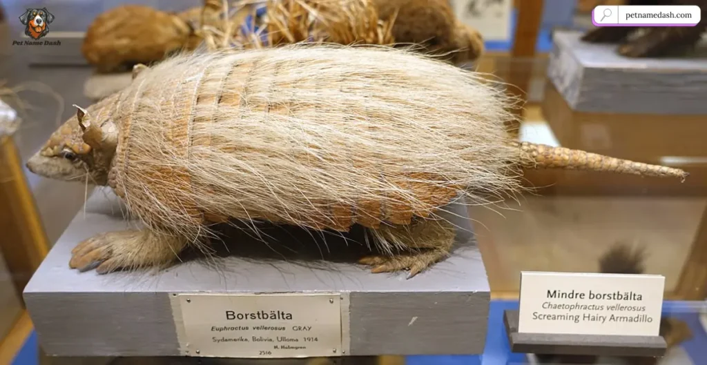 Hairy Armadillo Names