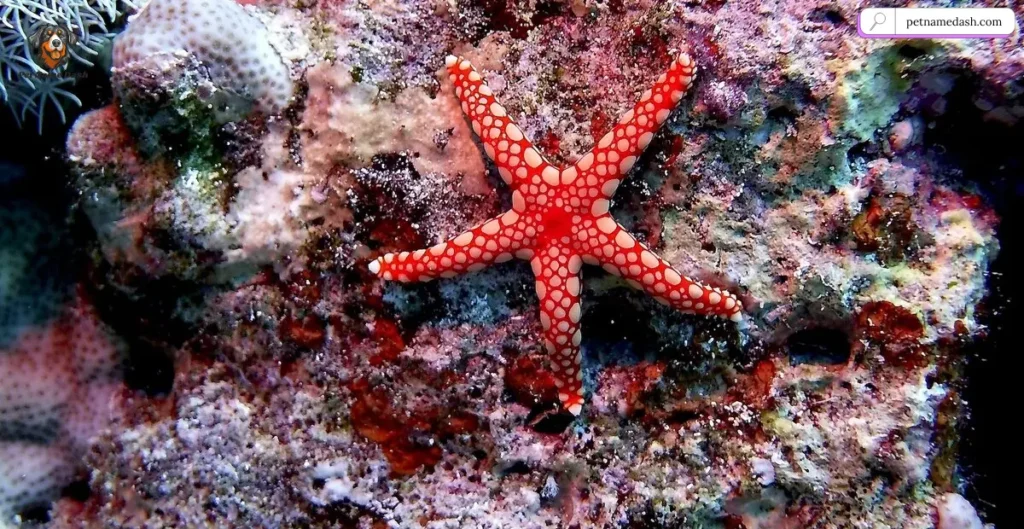 Male Starfish Names