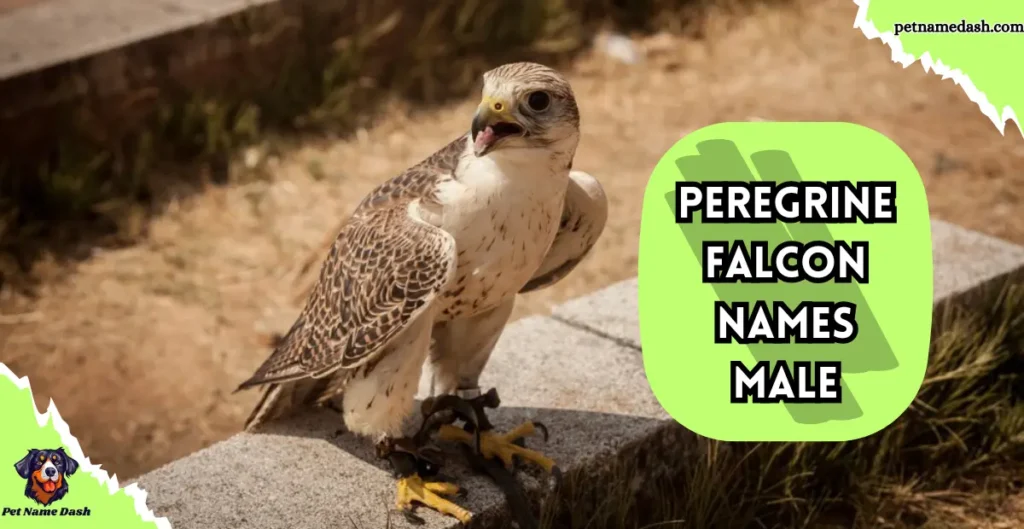 Peregrine Falcon Names Male