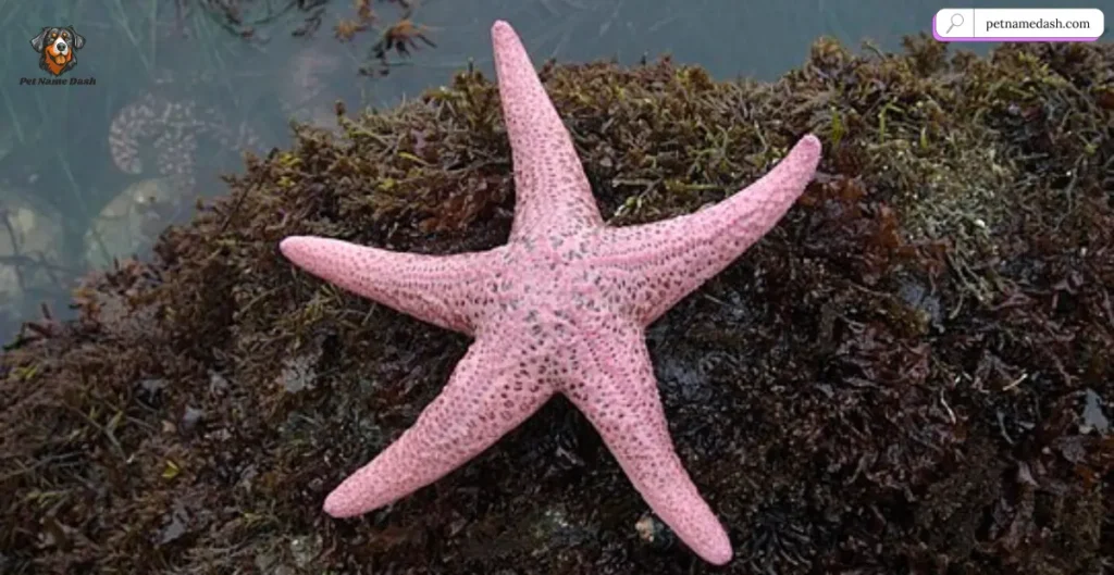Pink Starfish Names