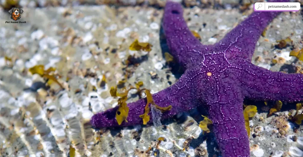 Purple Starfish Names