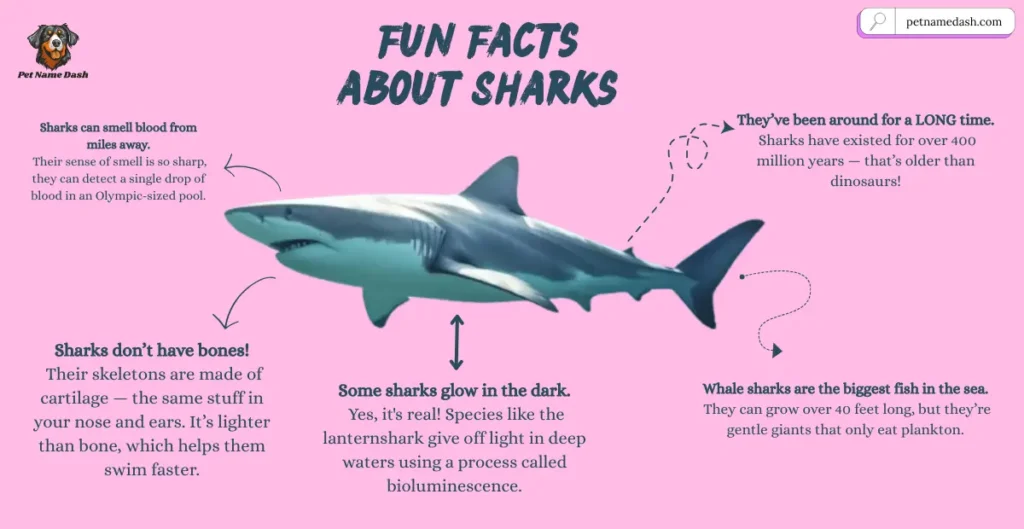 Top Fun Facts about Sharks
