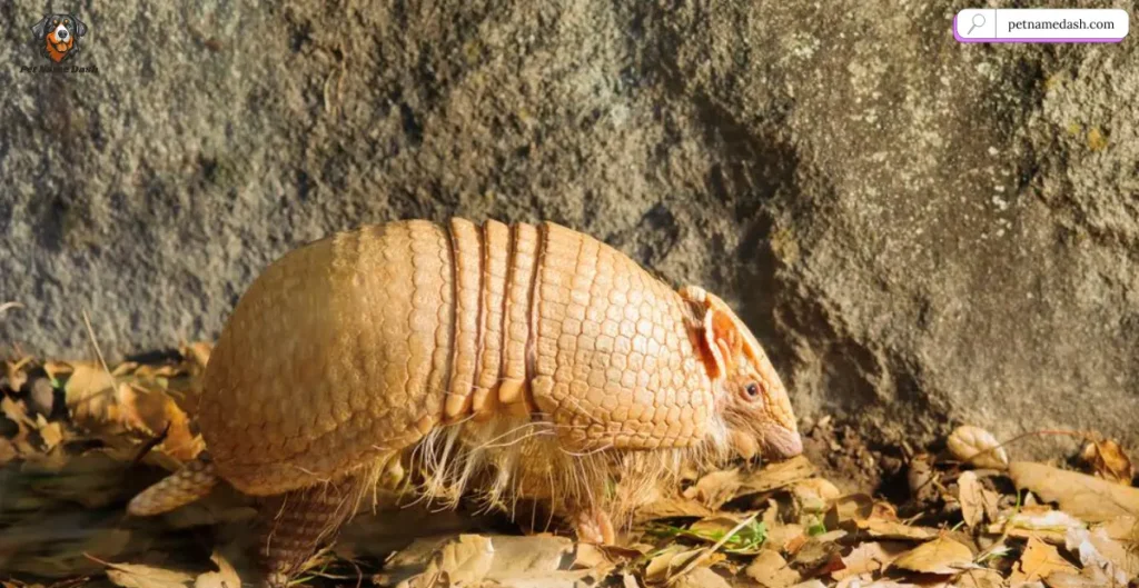 Unique Names for Armadillos