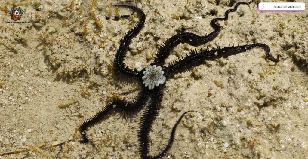Weird Starfish Names