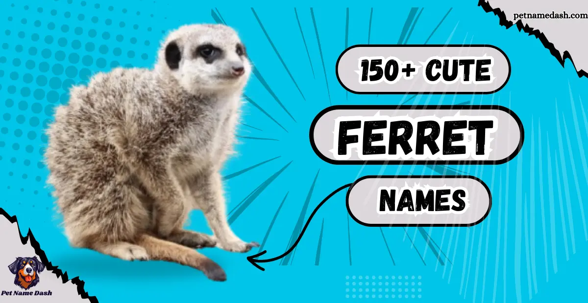 150_Cute_Ferret_Names_With_Pet_Name_Generator